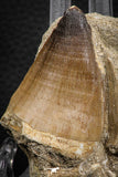 07836 - Top Huge 2.69 Inch Mosasaur (Prognathodon anceps) Tooth in Matrix Late Cretaceous