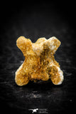 05312 - Beautiful 0.61 Inch Palaeophis Magrebianus Paleocene Sea Snake Vertebra Bone