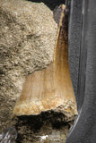 07836 - Top Huge 2.69 Inch Mosasaur (Prognathodon anceps) Tooth in Matrix Late Cretaceous