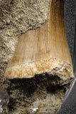 07836 - Top Huge 2.69 Inch Mosasaur (Prognathodon anceps) Tooth in Matrix Late Cretaceous