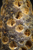 05050- Top Rare 2.25 Inch Fossilized Silicified Pine Cone EQUICALASTROBUS Eocene Sahara Desert