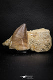 07837 - Top Huge 1.89 Inch Mosasaur (Prognathodon anceps) Tooth in Matrix Late Cretaceous