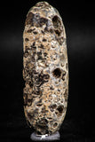 05051- Top Rare 2.54 Inch Fossilized Silicified Pine Cone EQUICALASTROBUS Eocene Sahara Desert