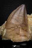 07837 - Top Huge 1.89 Inch Mosasaur (Prognathodon anceps) Tooth in Matrix Late Cretaceous