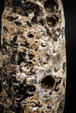 05051- Top Rare 2.54 Inch Fossilized Silicified Pine Cone EQUICALASTROBUS Eocene Sahara Desert
