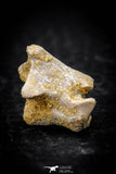 05313 - Beautiful 0.56 Inch Palaeophis Magrebianus Paleocene Sea Snake Vertebra Bone