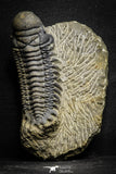 22048 - Nicely Preserved 3.59 Inch Crotalocephalina (Crotalocephalus) gibbus Lower Devonian Trilobite