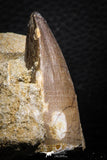 07837 - Top Huge 1.89 Inch Mosasaur (Prognathodon anceps) Tooth in Matrix Late Cretaceous