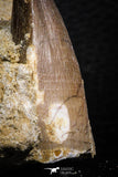 07837 - Top Huge 1.89 Inch Mosasaur (Prognathodon anceps) Tooth in Matrix Late Cretaceous