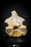 05313 - Beautiful 0.56 Inch Palaeophis Magrebianus Paleocene Sea Snake Vertebra Bone