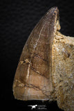 07837 - Top Huge 1.89 Inch Mosasaur (Prognathodon anceps) Tooth in Matrix Late Cretaceous