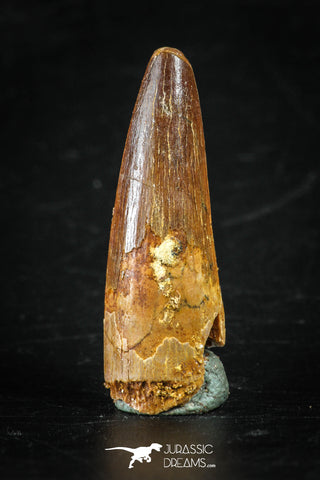 88286 - Top Quality Red 1.38 Inch Spinosaurus Dinosaur Tooth Cretaceous