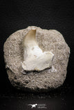 07838 - Top Huge 1.68 Inch Mosasaur (Prognathodon anceps) Tooth in Jaw Bone Late Cretaceous