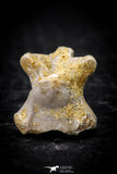 05313 - Beautiful 0.56 Inch Palaeophis Magrebianus Paleocene Sea Snake Vertebra Bone