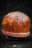 05052 - Top Rare 0.39 Inch Hamadasuchus rebouli Crocodile Tooth Cretaceous KemKem Beds