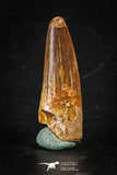 88286 - Top Quality Red 1.38 Inch Spinosaurus Dinosaur Tooth Cretaceous