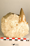 30765 - Top Quality 3.23 Inch Otodus obliquus Shark Tooth in Matrix Paleocene