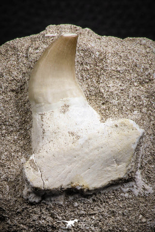07838 - Top Huge 1.68 Inch Mosasaur (Prognathodon anceps) Tooth in Jaw Bone Late Cretaceous