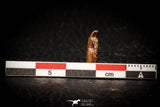 05314 - Beautiful 0.60 Inch Rebbachisaurus Diplodocoid Sauropod Dinosaur Tooth