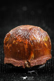 05052 - Top Rare 0.39 Inch Hamadasuchus rebouli Crocodile Tooth Cretaceous KemKem Beds