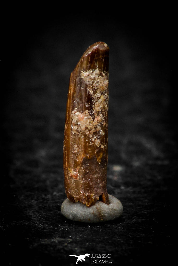 05314 - Beautiful 0.60 Inch Rebbachisaurus Diplodocoid Sauropod Dinosaur Tooth