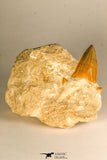 30765 - Top Quality 3.23 Inch Otodus obliquus Shark Tooth in Matrix Paleocene