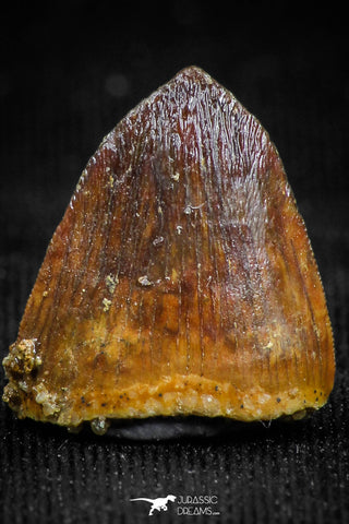 05053 - Top Rare 0.59 Inch Hamadasuchus rebouli Crocodile Tooth Cretaceous KemKem Beds