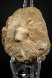 07839 - Top Quality 1.72 Inch Rooted Halisaurus walkeri (Mosasaur) Tooth in Natural Matrix Cretaceous