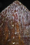 05053 - Top Rare 0.59 Inch Hamadasuchus rebouli Crocodile Tooth Cretaceous KemKem Beds
