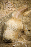 07839 - Top Quality 1.72 Inch Rooted Halisaurus walkeri (Mosasaur) Tooth in Natural Matrix Cretaceous