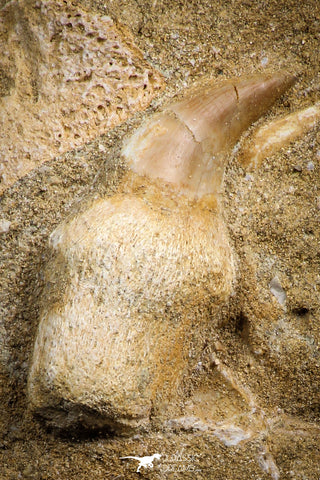 07839 - Top Quality 1.72 Inch Rooted Halisaurus walkeri (Mosasaur) Tooth in Natural Matrix Cretaceous