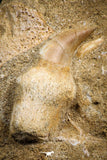 07839 - Top Quality 1.72 Inch Rooted Halisaurus walkeri (Mosasaur) Tooth in Natural Matrix Cretaceous