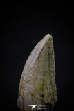 20593 - Top Beautiful 0.91 Inch Serrated Abelisaur Dinosaur Tooth Cretaceous KemKem Beds