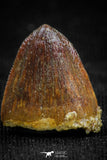 05053 - Top Rare 0.59 Inch Hamadasuchus rebouli Crocodile Tooth Cretaceous KemKem Beds