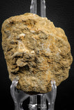 07839 - Top Quality 1.72 Inch Rooted Halisaurus walkeri (Mosasaur) Tooth in Natural Matrix Cretaceous