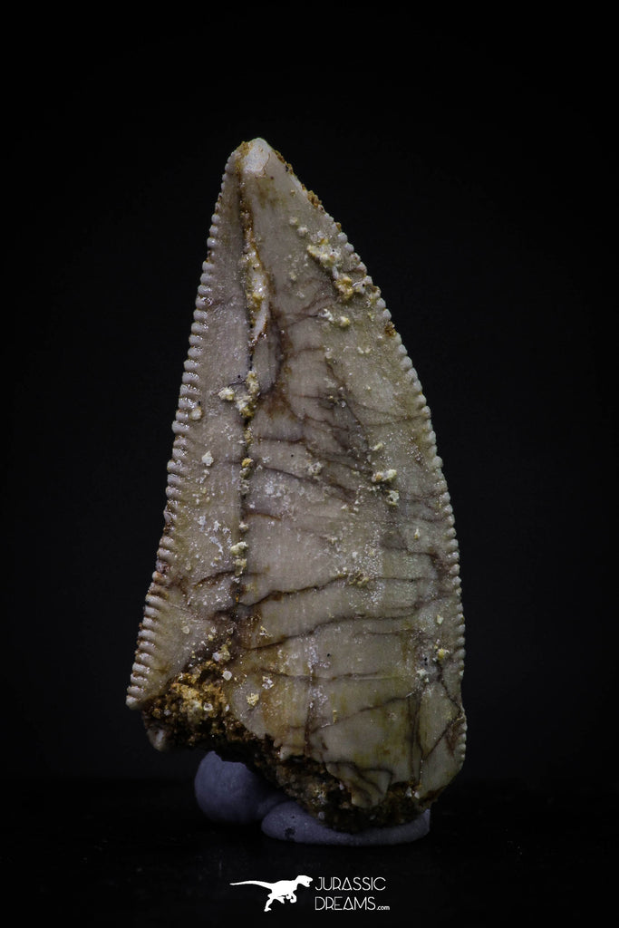 20593 - Top Beautiful 0.91 Inch Serrated Abelisaur Dinosaur Tooth Cretaceous KemKem Beds