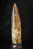 88290 - Top Quality Red 2.63 Inch Spinosaurus Dinosaur Tooth Cretaceous