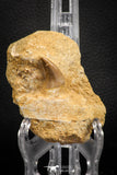 07840 - Top Quality 1.59 Inch Rooted Halisaurus walkeri (Mosasaur) Tooth in Jaw Bone Cretaceous