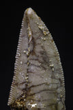 20593 - Top Beautiful 0.91 Inch Serrated Abelisaur Dinosaur Tooth Cretaceous KemKem Beds
