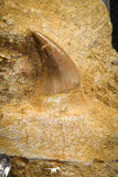 07840 - Top Quality 1.59 Inch Rooted Halisaurus walkeri (Mosasaur) Tooth in Jaw Bone Cretaceous