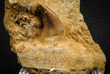 07840 - Top Quality 1.59 Inch Rooted Halisaurus walkeri (Mosasaur) Tooth in Jaw Bone Cretaceous