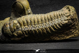 22049 - Top Rare Association 2 Crotalocephalina gibbus Lower Devonian Trilobites