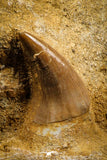 07840 - Top Quality 1.59 Inch Rooted Halisaurus walkeri (Mosasaur) Tooth in Jaw Bone Cretaceous