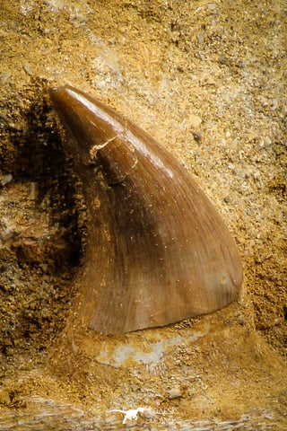 07840 - Top Quality 1.59 Inch Rooted Halisaurus walkeri (Mosasaur) Tooth in Jaw Bone Cretaceous