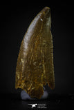 20594 - Top Beautiful 1.00 Inch Serrated Abelisaur Dinosaur Tooth Cretaceous KemKem Beds