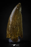 20594 - Top Beautiful 1.00 Inch Serrated Abelisaur Dinosaur Tooth Cretaceous KemKem Beds