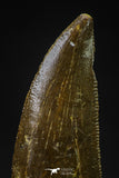 20594 - Top Beautiful 1.00 Inch Serrated Abelisaur Dinosaur Tooth Cretaceous KemKem Beds