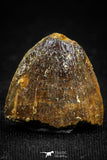 05054 - Top Rare 0.70 Inch Hamadasuchus rebouli Crocodile Tooth Cretaceous KemKem Beds