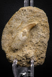 07841 - Well Preserved 1.95 Inch Eremiasaurus heterodontus (Mosasaur) Rooted Tooth