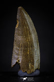20594 - Top Beautiful 1.00 Inch Serrated Abelisaur Dinosaur Tooth Cretaceous KemKem Beds